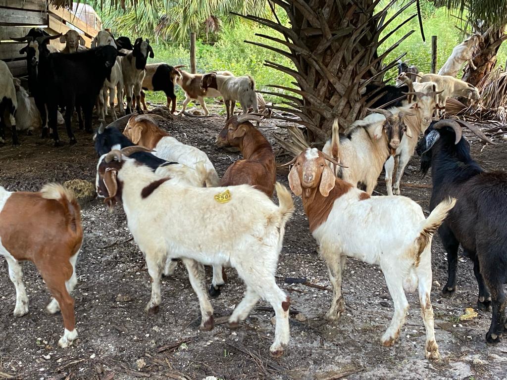 Goats